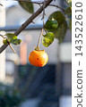 Persimmon harvesting, home garden <October> 143522610
