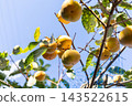 Persimmon harvesting, home garden <October> 143522615