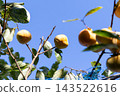 Persimmon harvesting, home garden <October> 143522616