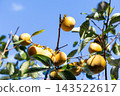 Persimmon harvesting, home garden <October> 143522617