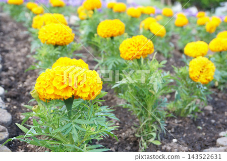 萬壽菊鮮花盛開在花壇裡 萬壽菊鮮花盛開在花壇裡 143522631