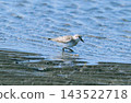 Sanderlings walking along the shoreline 143522718