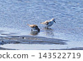 A pair of sanderlings searching for food on a mudflat. 143522719