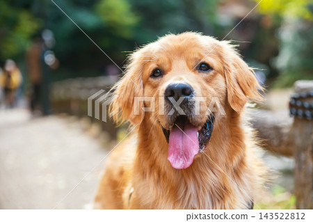 Portrait of golden retriever dog at Minoh waterfall park in fall colors, Osaka Portrait of golden retriever dog at Minoh waterfall park in fall colors, Osaka 143522812