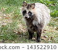 A raccoon dog that is used to humans 143522910