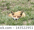 Wild Fox 143522951