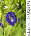 新鮮的蝶豆花（Clitoria ternata）藍色花朵和綠色葉子，閃爍著水珠。 143523471