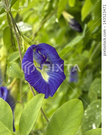 Fresh butterfly pea (Clitoria ternata) blue flowers and green leaves, glistening with water droplets. Fresh butterfly pea (Clitoria ternata) blue flowers and green leaves, glistening with water droplets. 143523471