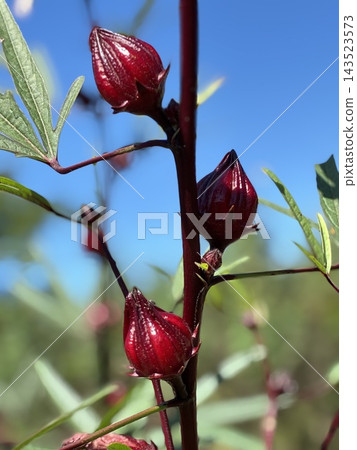 新鮮的紅寶石色洛神花漿果(洛神花茶的成分之一,也是一種草藥) 新鮮的紅寶石色洛神花漿果(洛神花茶的成分之一,也是一種草藥) 143523573