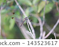 蜻蜓棲息在樹枝上（2） 143523617