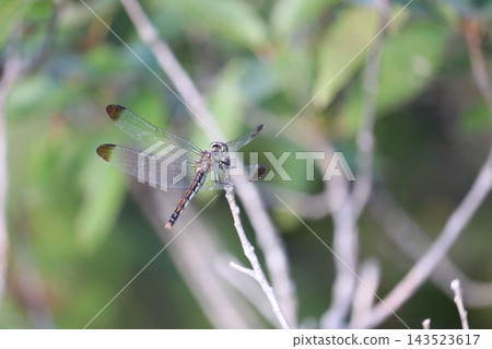 蜻蜓棲息在樹枝上(2) 蜻蜓棲息在樹枝上(2) 143523617