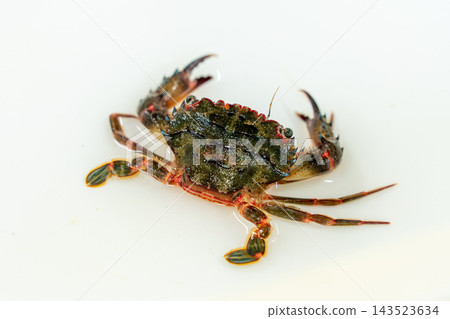 Benitsuke crab 143523634