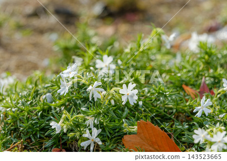 白色苔蘚福祿考在綠葉間嬌弱綻放。 白色苔蘚福祿考在綠葉間嬌弱綻放。 143523665