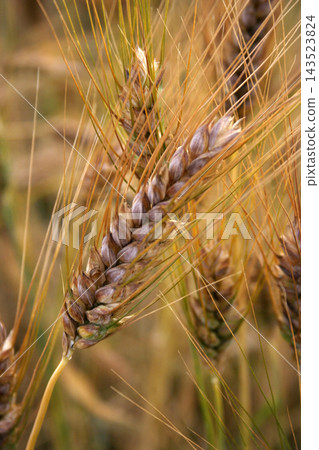 Wheat Wheat 143523824
