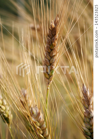 Wheat Wheat 143523825
