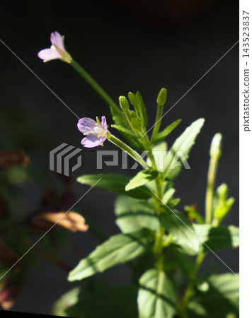 赤花花 143523837