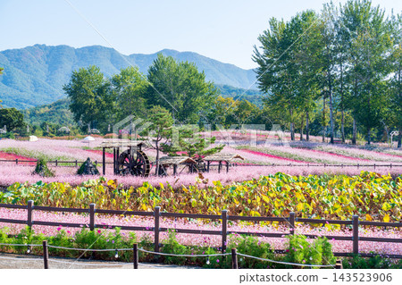 Colorful Autumn Flower Fields and Windmill at Goseokjeong Flower Garden in Cheorwon, South Korea Colorful Autumn Flower Fields and Windmill at Goseokjeong Flower Garden in Cheorwon, South Korea 143523906