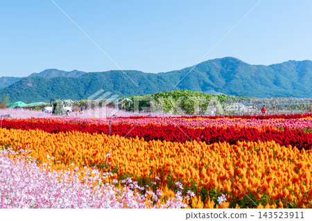 Colorful Autumn Flower Fields and Windmill at Goseokjeong Flower Garden in Cheorwon, South Korea Colorful Autumn Flower Fields and Windmill at Goseokjeong Flower Garden in Cheorwon, South Korea 143523911