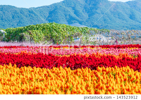 Colorful Autumn Flower Fields and Windmill at Goseokjeong Flower Garden in Cheorwon, South Korea Colorful Autumn Flower Fields and Windmill at Goseokjeong Flower Garden in Cheorwon, South Korea 143523912