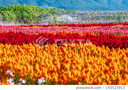 Colorful Autumn Flower Fields and Windmill at Goseokjeong Flower Garden in Cheorwon, South Korea Colorful Autumn Flower Fields and Windmill at Goseokjeong Flower Garden in Cheorwon, South Korea 143523913