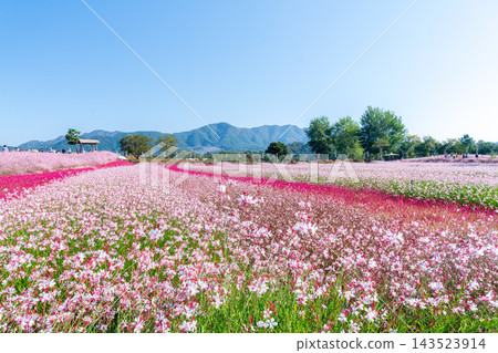 Colorful Autumn Flower Fields and Windmill at Goseokjeong Flower Garden in Cheorwon, South Korea Colorful Autumn Flower Fields and Windmill at Goseokjeong Flower Garden in Cheorwon, South Korea 143523914