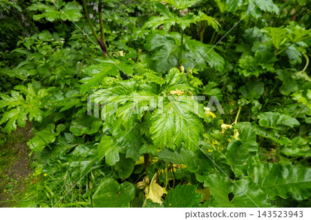 Hogweed plant stands among other greenery in a dense area filled with grass and plants on a warm day in nature 143523943