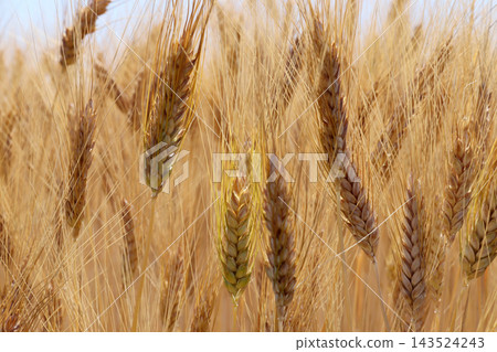 Ripe wheat grains. Harvest time. Ripe wheat grains. Harvest time. 143524243