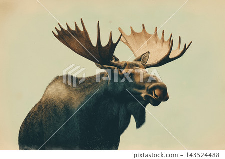 Majestic moose with antlers in nature wildlife scene, outdoors in the forest habitat Majestic moose with antlers in nature wildlife scene, outdoors in the forest habitat 143524488