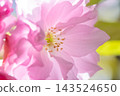 Double cherry blossoms in full bloom, shining brightly in the spring sunlight. 143524650