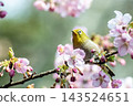 Pink Kawazu cherry blossoms and cute white-eye 143524651