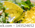 A butterfly sucking nectar from a dandelion 143524652