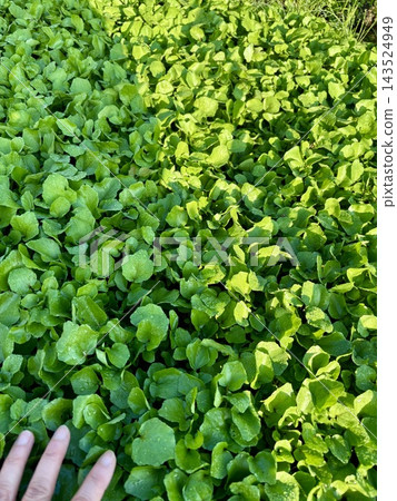 豆瓣菜田 143524949