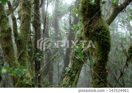 Moss covered laurel trunks stand in cloud forest fog. Laurel trunks furred with moss stand in the fog of the Anaga cloud forest. Trees this wet are a living relic of the forest that covered southern 143524961