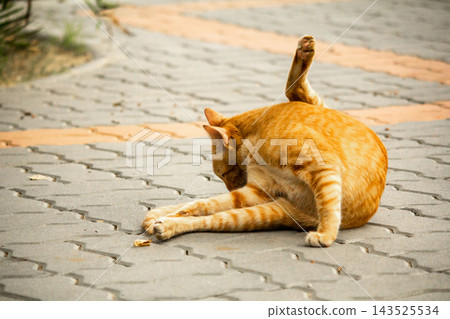 A cute ginger cat diligently licks its soft paws to clean its bright orange fur. 143525534
