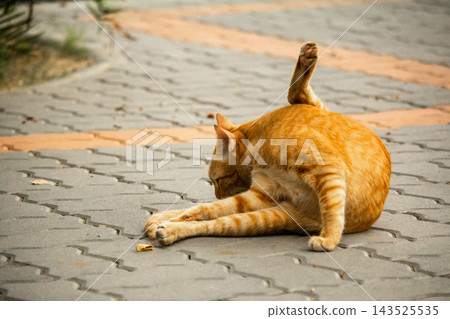 A cute ginger cat diligently licks its soft paws to clean its bright orange fur. 143525535