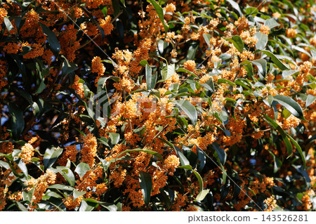 Kanemi和藍天 Kanemi和藍天 143526281