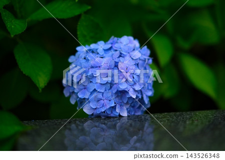 Hydrangea after rain 143526348