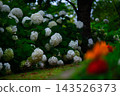 Hydrangea after rain 143526373