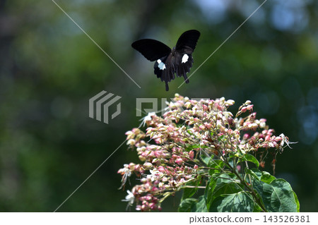 蝴蝶正在吸食質桐花的花蜜；一種常見的摩門蝴蝶。 143526381