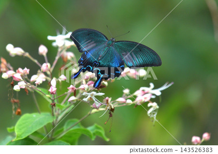 蝴蝶正在吸食赬桐(Clerodendrum trichotomum)花朵的花蜜;雙色鳳蝶(Papilio bianor) 蝴蝶正在吸食赬桐(Clerodendrum trichotomum)花朵的花蜜;雙色鳳蝶(Papilio bianor) 143526383