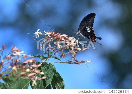 蝴蝶正在吸食質桐花的花蜜；一種常見的摩門蝴蝶。 143526384