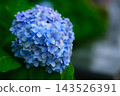 Hydrangea after rain 143526391