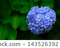 Hydrangea after rain 143526392