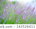 Lavender after the rain 143526411