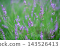 Lavender after the rain 143526413