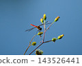 一隻紅色的蜻蜓在它最喜歡的地方休息。 143526441