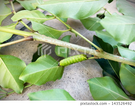 A larva of the striped dwarf moth (Agrilus spp.) eating the leaves of a Fraxinus griffithii tree. A larva of the striped dwarf moth (Agrilus spp.) eating the leaves of a Fraxinus griffithii tree. 143526492
