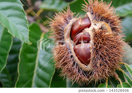 Chestnuts in Ige Chestnuts in Ige 143526936