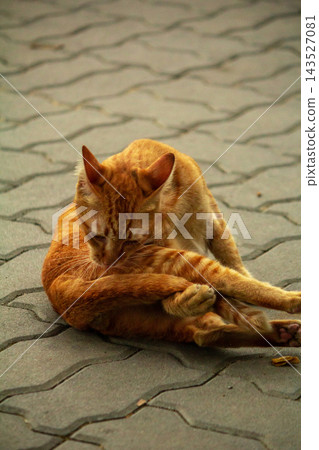 A cute ginger cat diligently licks its soft paws to clean its bright orange fur. A cute ginger cat diligently licks its soft paws to clean its bright orange fur. 143527081