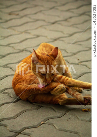 A cute ginger cat diligently licks its soft paws to clean its bright orange fur. A cute ginger cat diligently licks its soft paws to clean its bright orange fur. 143527082